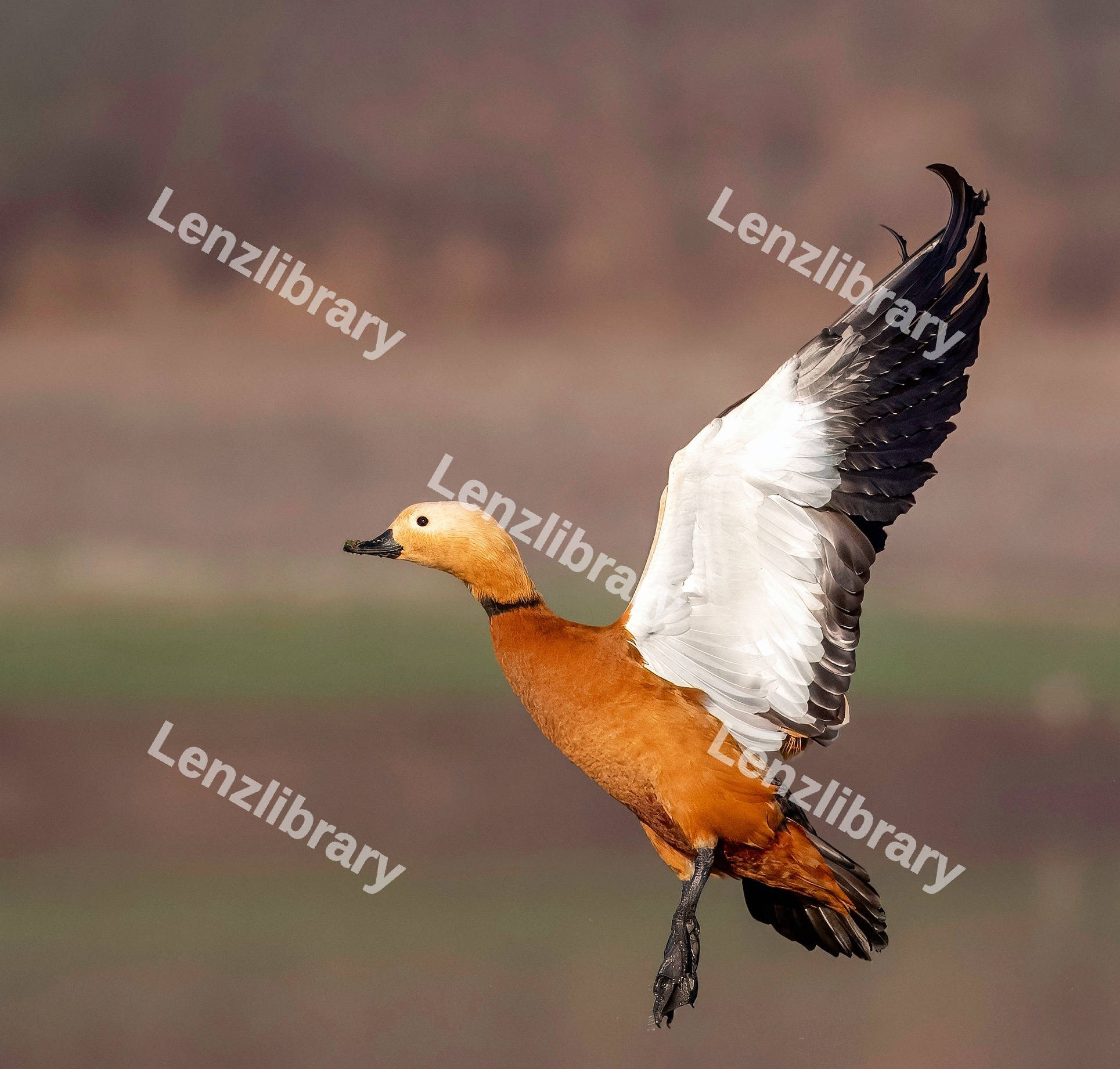 Ruddy shelduck bird flying